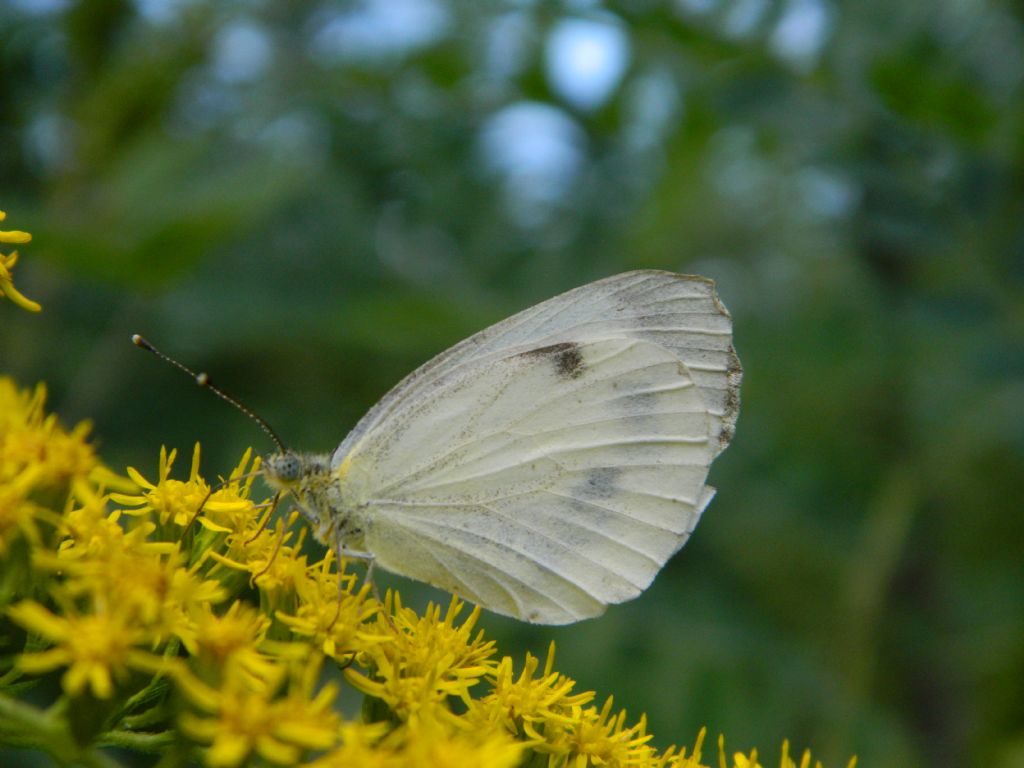 Aiuto identificazione Pieridae - Pieris napi